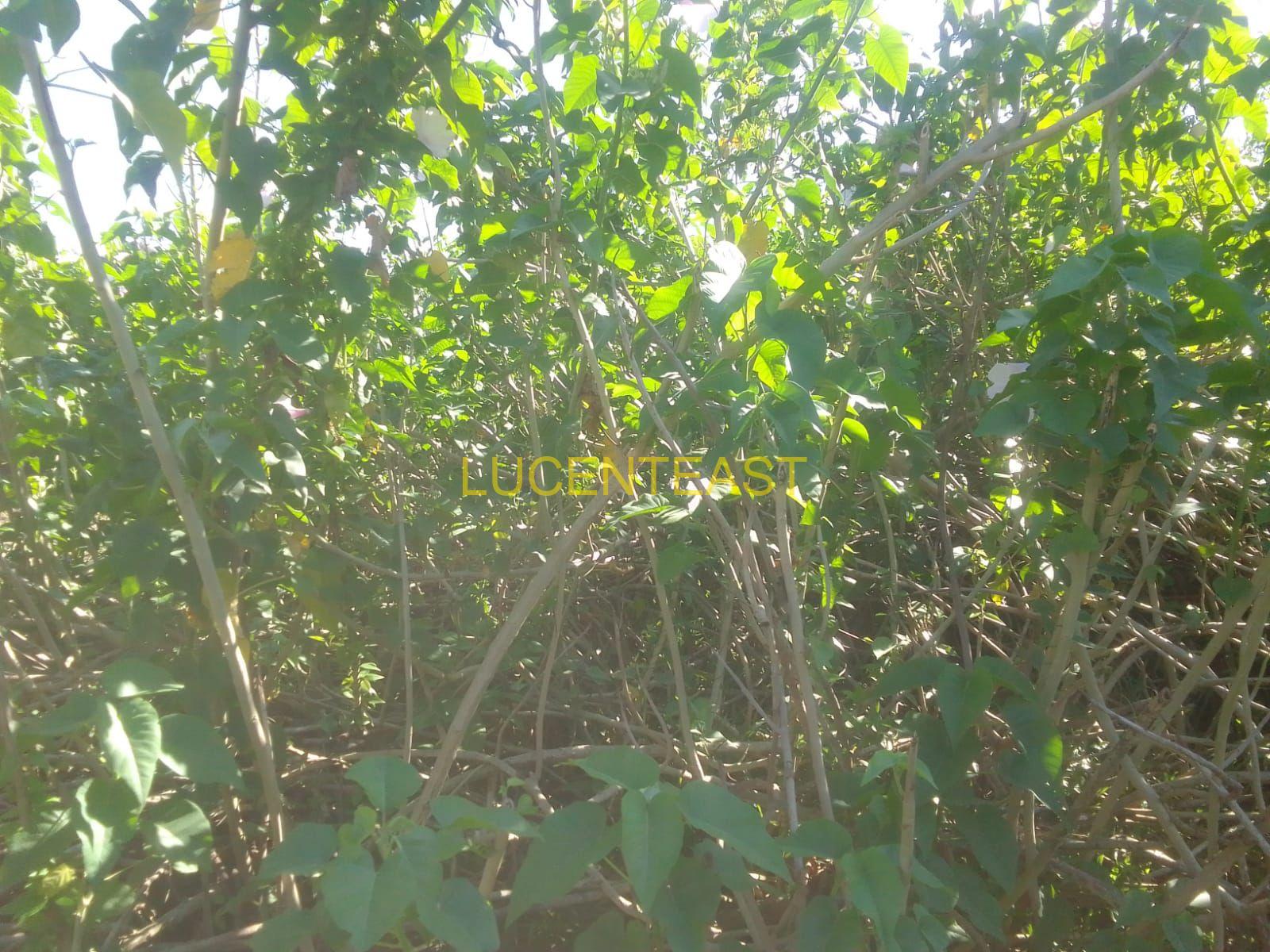 Jual Tanah A.Yani Utara