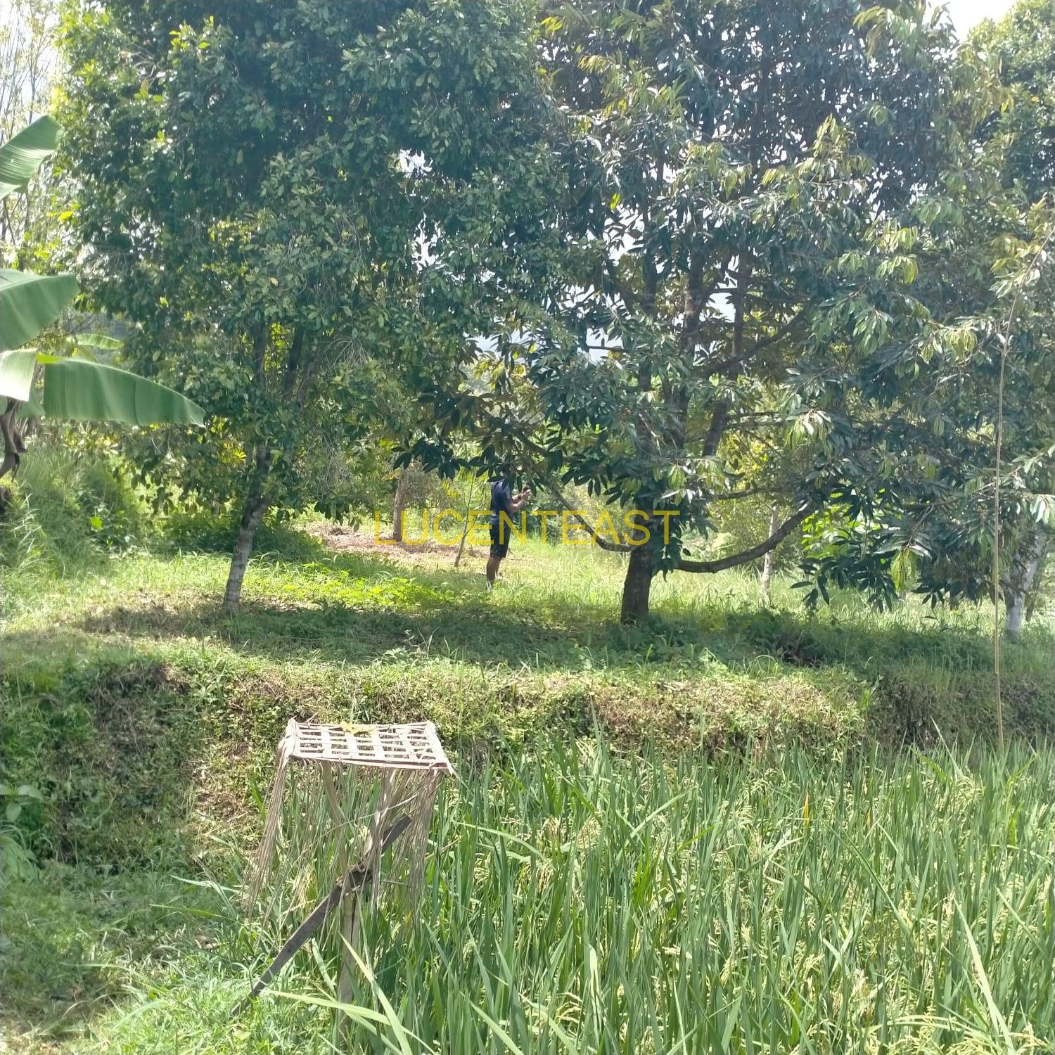 JUAL TANAH PERKEBUNAN SINGARAJA
