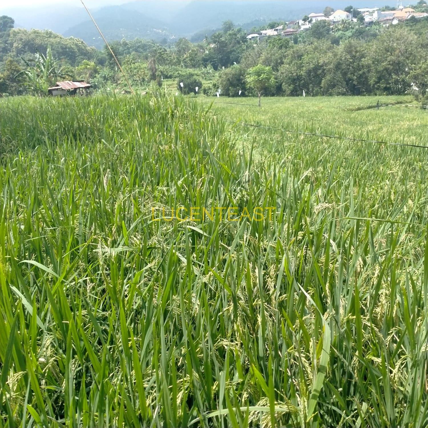 JUAL TANAH PERKEBUNAN SINGARAJA