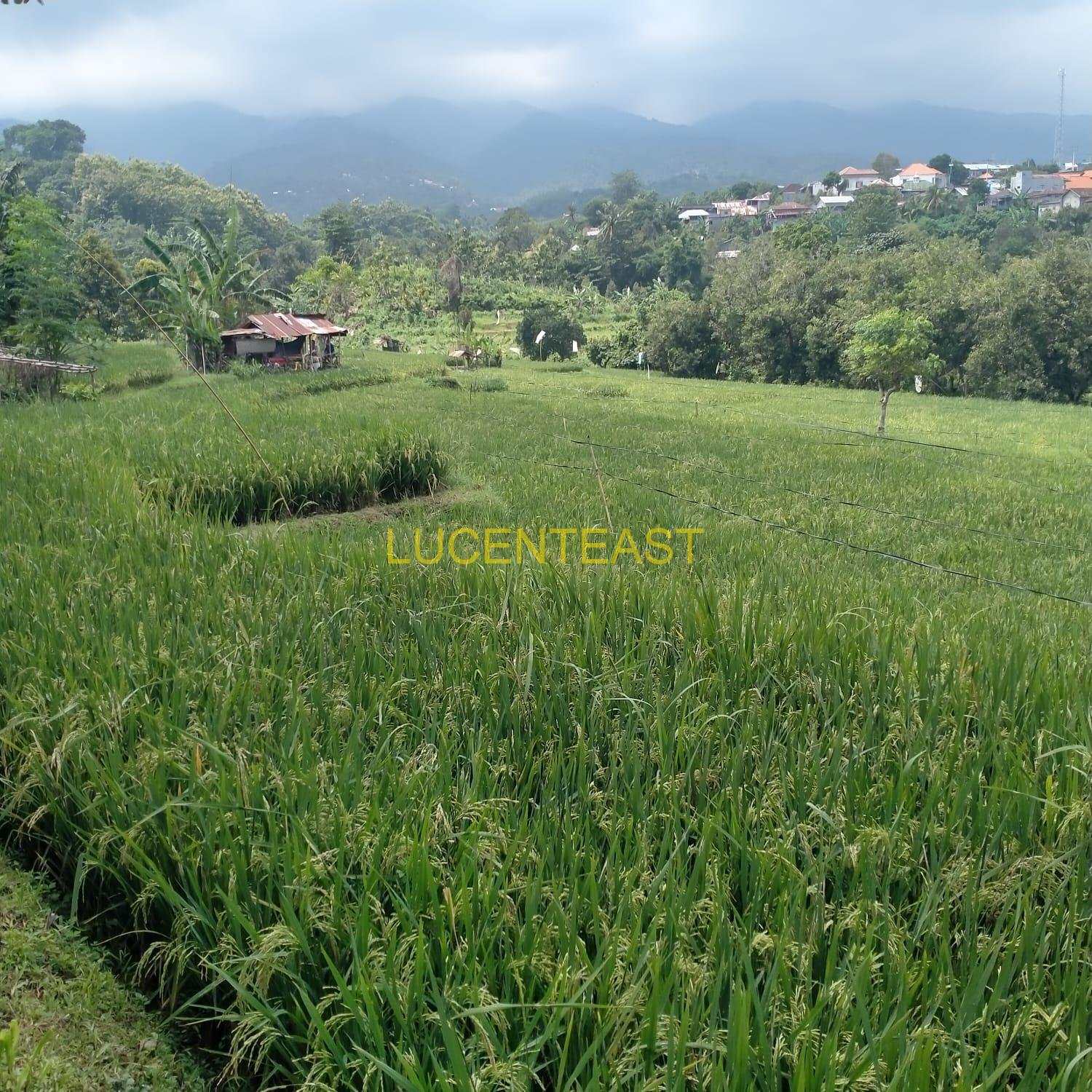JUAL TANAH PERKEBUNAN SINGARAJA