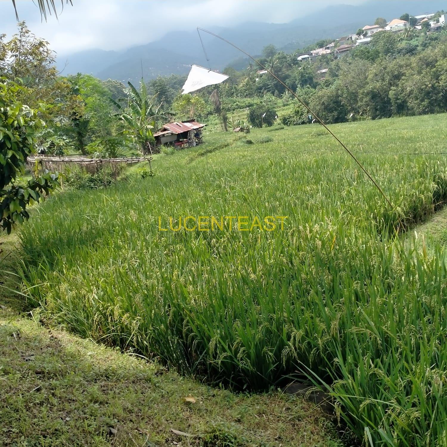 JUAL TANAH PERKEBUNAN SINGARAJA